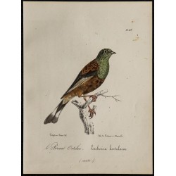 1830 - Bruant ortolan 