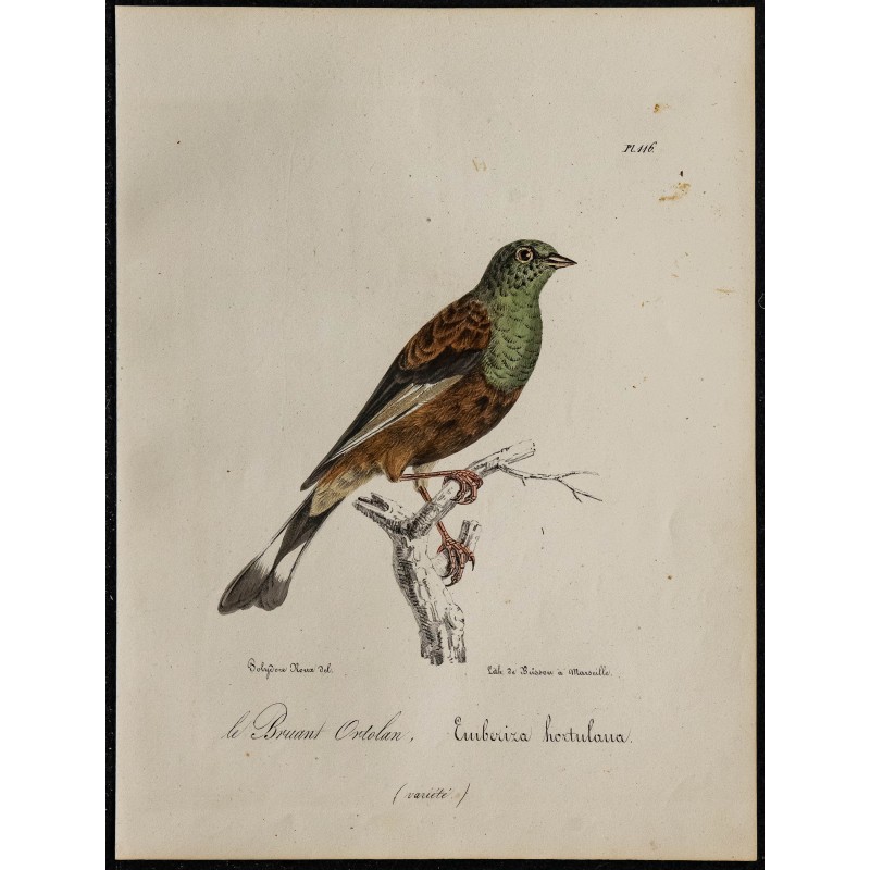 1830 - Bruant ortolan 