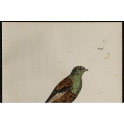 1830 - Bruant ortolan 