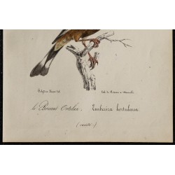 1830 - Bruant ortolan 