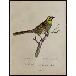 1830 - Bruant zizi 
