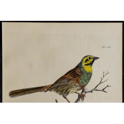1830 - Bruant zizi 