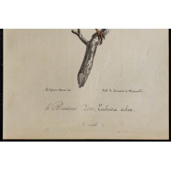1830 - Bruant zizi 