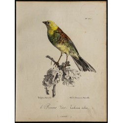 1830 - Bruant zizi 