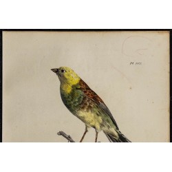 1830 - Bruant zizi 