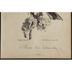 1830 - Bruant zizi 