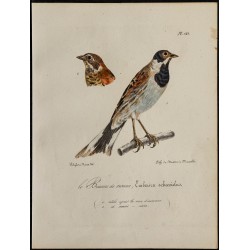 1830 - Bruant des roseaux 
