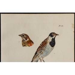 1830 - Bruant des roseaux 