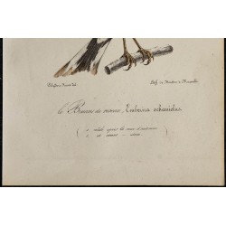 1830 - Bruant des roseaux 