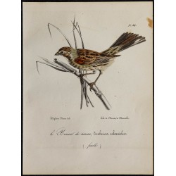 1830 - Bruant des roseaux 