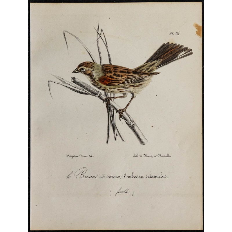1830 - Bruant des roseaux 1830 - Bruant des roseaux
