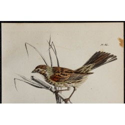 1830 - Bruant des roseaux 