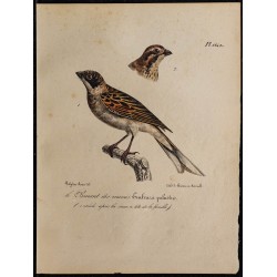1830 - Bruant des marais 