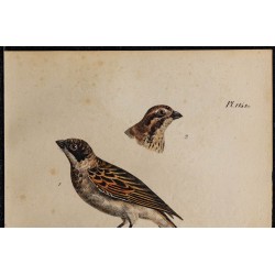 1830 - Bruant des marais 