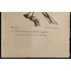 1830 - Bruant des marais 