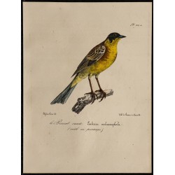 1830 - Bruant mélanocéphale 