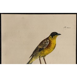 1830 - Bruant mélanocéphale 