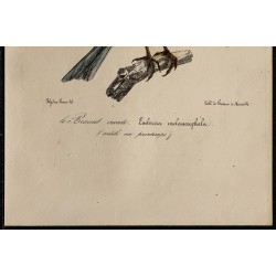 1830 - Bruant mélanocéphale 