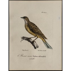 1830 - Bruant mélanocéphale 
