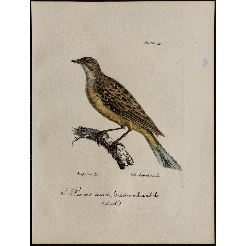 1830 - Bruant mélanocéphale 1830 - Bruant mélanocéphale