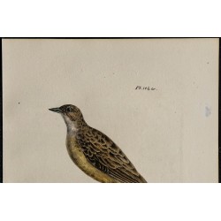 1830 - Bruant mélanocéphale 
