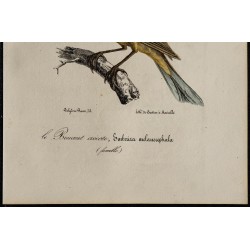 1830 - Bruant mélanocéphale 