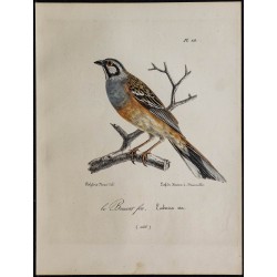 1830 - Bruant fou (Bruant de roche) 