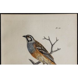 1830 - Bruant fou (Bruant de roche) 