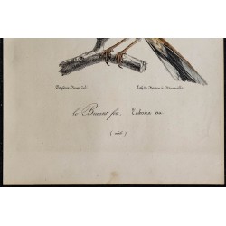 1830 - Bruant fou (Bruant de roche) 