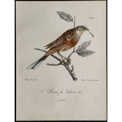 1830 - Bruant fou 