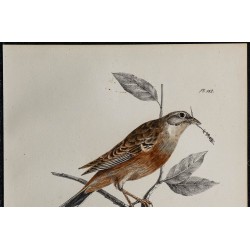 1830 - Bruant fou 