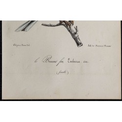1830 - Bruant fou 