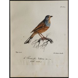 1830 - Bruant fou 