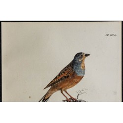 1830 - Bruant fou 