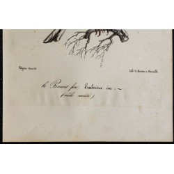 1830 - Bruant fou 