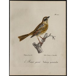 1830 - Le Bruant gavoué 