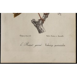 1830 - Le Bruant gavoué 