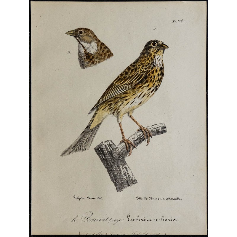 1830 - Bruant proyer 1830 - Bruant proyer