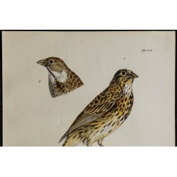 1830 - Bruant proyer 