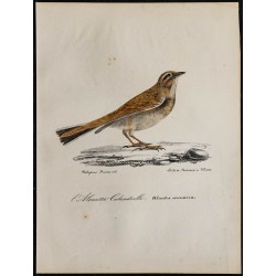 1830 - Alouette calandrelle 