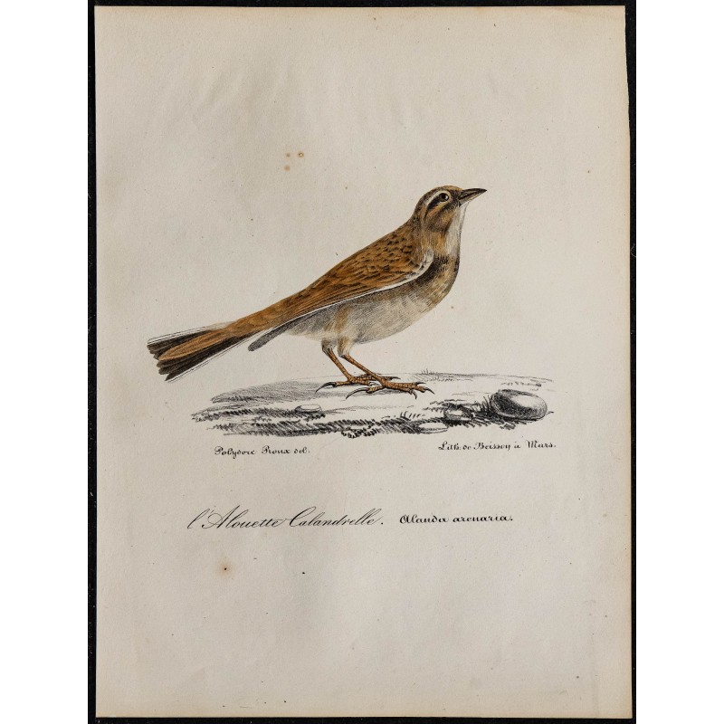 1830 - Alouette calandrelle 1830 - Alouette calandrelle