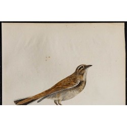 1830 - Alouette calandrelle 