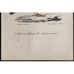 1830 - Alouette calandrelle 
