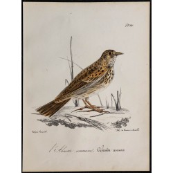1830 - Alouette des champs 