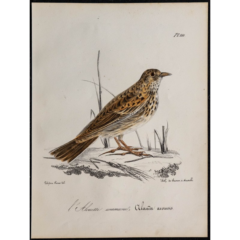 1830 - Alouette des champs 1830 - Alouette des champs