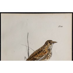 1830 - Alouette des champs 