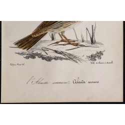 1830 - Alouette des champs 