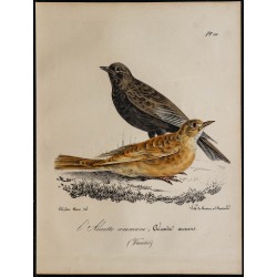 1830 - Alouette des champs 