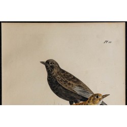 1830 - Alouette des champs 