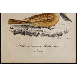 1830 - Alouette des champs 